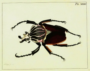 africangoliathbeetle
